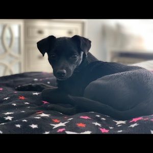 Meet your Posher, Dana